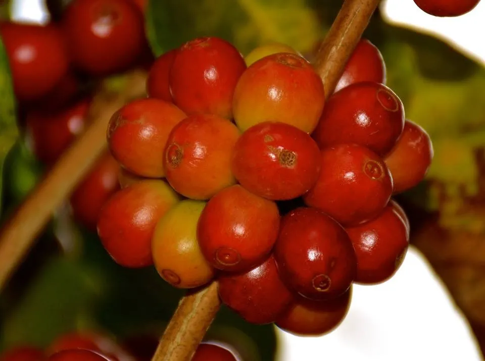 Especialíssimo 2026 abre seleção para os melhores cafés produzidos pelos cooperados da Cooxupé
